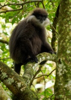 Hulman rudolici - Semnopithecus vetulus - Purple-faced Leaf Monkey o6238